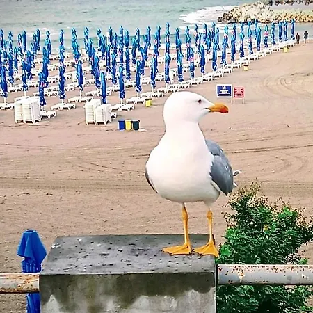 Affittacamere Pensiunea Ryana Maria 3*