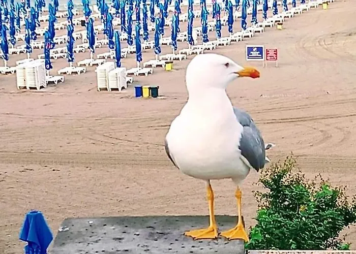 Guest house Pensiunea Ryana Maria 3*